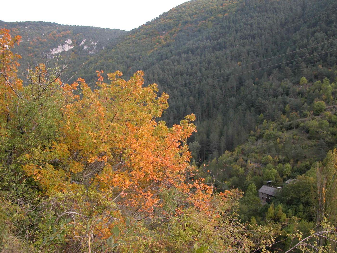 Maple, Montpellier plant